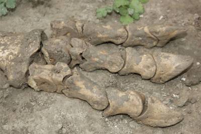 Фермер копал яму под теплицу и нашел кости жившего миллионы лет назад гиганта