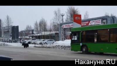 Водитель автобуса в Нижневартовске специально столкнулся с медведем