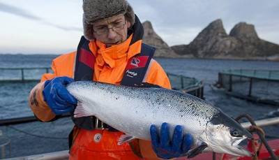 Норвегия является основным импортером рыбы в Украину