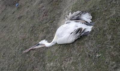 В Дагестане экологи обнаружили мертвых кудрявых пеликанов, занесенных в Красную книгу