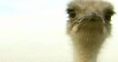 В Кривом Роге страус регулировал скорость авто на дороге (видео)