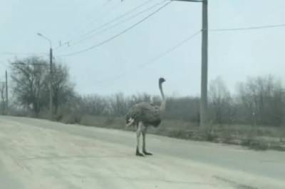 В Кривом Роге страус сбежал от хозяев и гулял по дороге