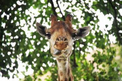 Ученые выявили генетические особенности жирафа