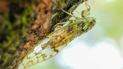 США столкнутся с нашествием полчищ насекомых со зловещей репутацией