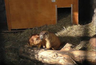 Пришла весна: в Ленинградском зоопарке проснулись сурки