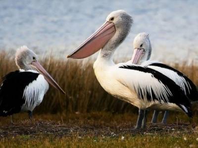 В Дагестане найдено 40 мертвых краснокнижных пеликанов