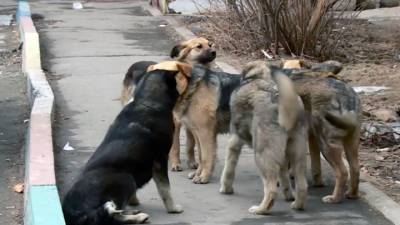 Вести. В Хабаровске и пригороде стремительно растет количество бродячих собак