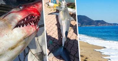 В Анталии на пляж выбросило голодную акулу