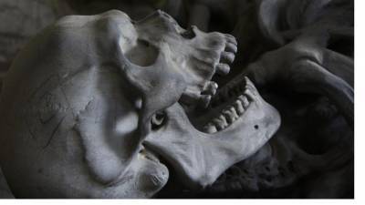 В Гатчинском районе собака принесла хозяину человеческий череп