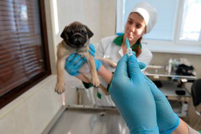 Названы сроки появления в России вакцины от коронавируса для животных