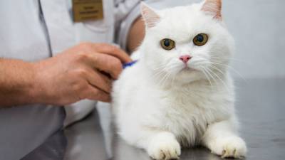 Российские ученые разработали вакцину против коронавируса для животных