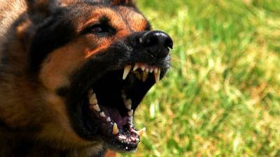 Домашняя собака агрессивной соседки покусала ребенка в Новосибирске