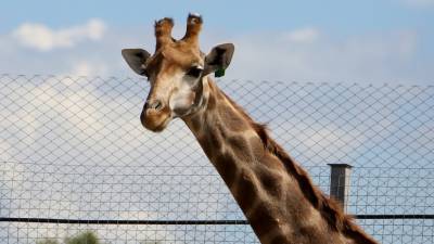 Гены жирафов помогут в борьбе с гипертонией