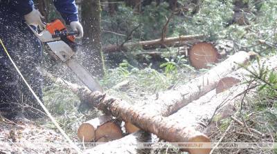 Вальщик леса погиб в Ганцевичском районе