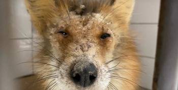 Страшненький рыжий лис из Ковырино выжил и убежал обратно в лес