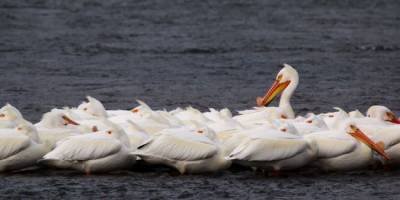 В Дагестане расследуют гибель 40 пеликанов