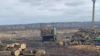 На Днепропетровщине незаконно вырубили леса почти на 3 миллиона