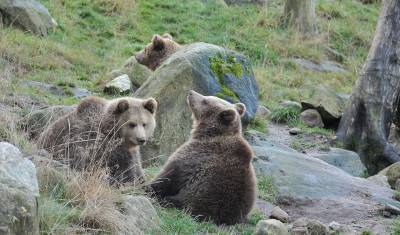 Три карельских медвежонка были спасены лесорубами