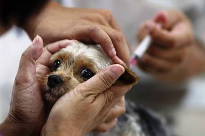 Россия в конце апреля представит вакцину от COVID-19 для животных