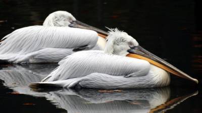 Массовая гибель пеликанов в Дагестане заинтересовала СК