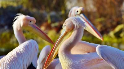 СК в Дагестане выясняет причину массовой гибели редкого вида пеликанов