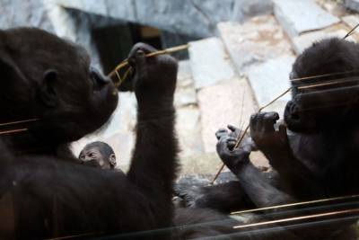 Две гориллы заразились COVID-19 в Пражском зоопарке
