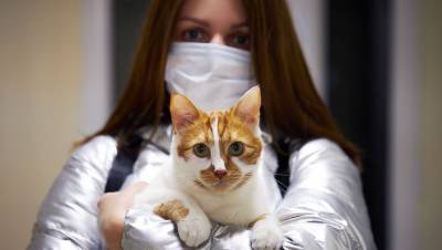 В Италии кошка заразились британским штаммом коронавируса
