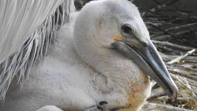 В Дагестане назвали причину массовой гибели пеликанов
