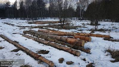 В "Смоленское Поозерье" пояснили ситуацию с вырубками деревьев