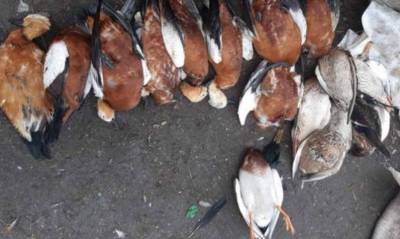 В Херсонской области продолжают гибнуть редкие птицы