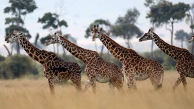 Ученые обнаружили у жирафа уникальный ген, защищающий от гипертонии