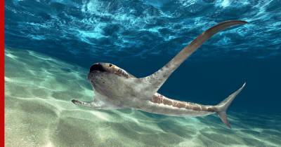 Ученые нашли древнюю крылатую акулу, питавшуюся планктоном