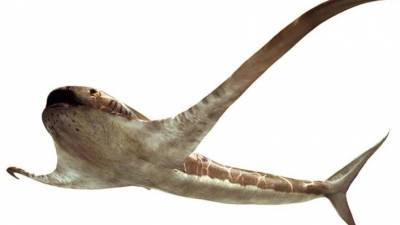 В Мексике палеонтологи обнаружили древнюю акулу с крыльями