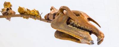 Российские ученые выяснили, что якутские стегозавры часто меняли зубы