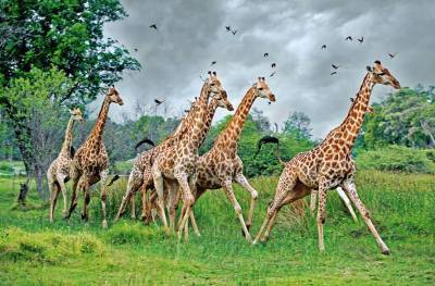Уникальный ген, защищающий от гипертонии, выявили ученые у жирафа
