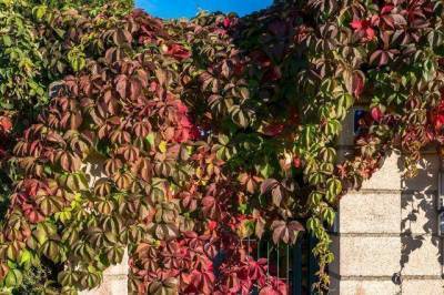 Как правильно вырезать сухие ветви девичьего винограда?