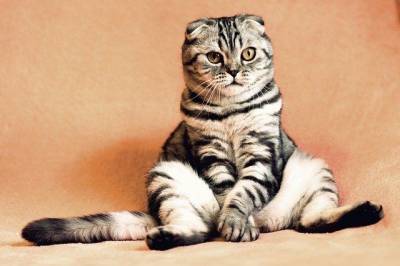 Стали известны итоги фотоконкурса «Мартовская кошка»