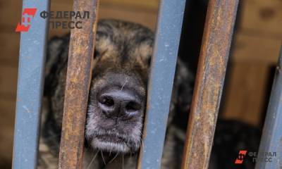 В новосибирском закособрании поддержали идею убийства бродячих собак