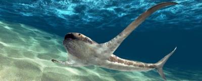 Ученые нашли окаменелость древней крылатой акулы