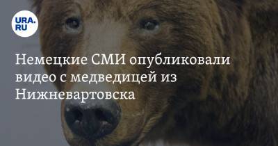 Немецкие СМИ опубликовали видео с медведицей из Нижневартовска
