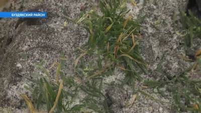 В Башкирии агрономы проводят исследования озимой пшеницы