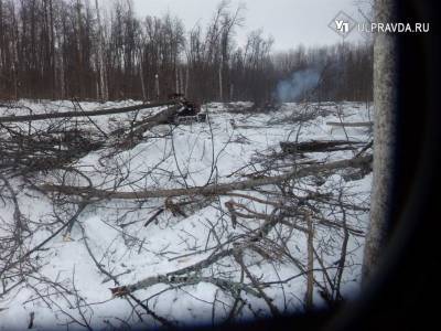 В Мелекесском районе рухнувшее дерево убило мужчину