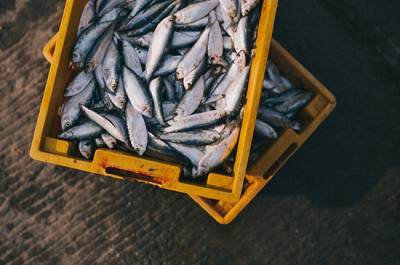 Рыбаков хотят обязать везти улов до магазинов после обработки на судне