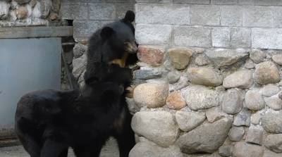 В Гродненском зоопарке проснулись медведи