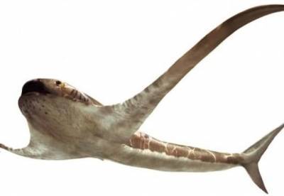 В Мексике обнаружили окаменелость акулы "с крыльями" (фото)