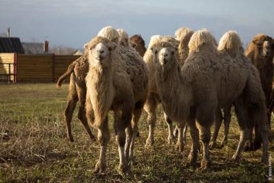 В Чувашии планируют создать экопарк со страусами и верблюдами