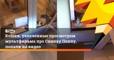 Кошки, увлеченные просмотром мультфильма про Свинку Пеппу, попали на видео