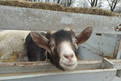 Беременная коза провалилась в трехметровый подвал в Луганске