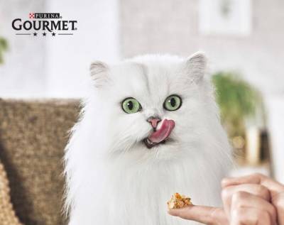 Идеальное меню для кота-гурмана: где взять многообразие текстур и вкусов