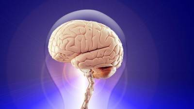 Ученые выяснили, как мозг человека принимает решения